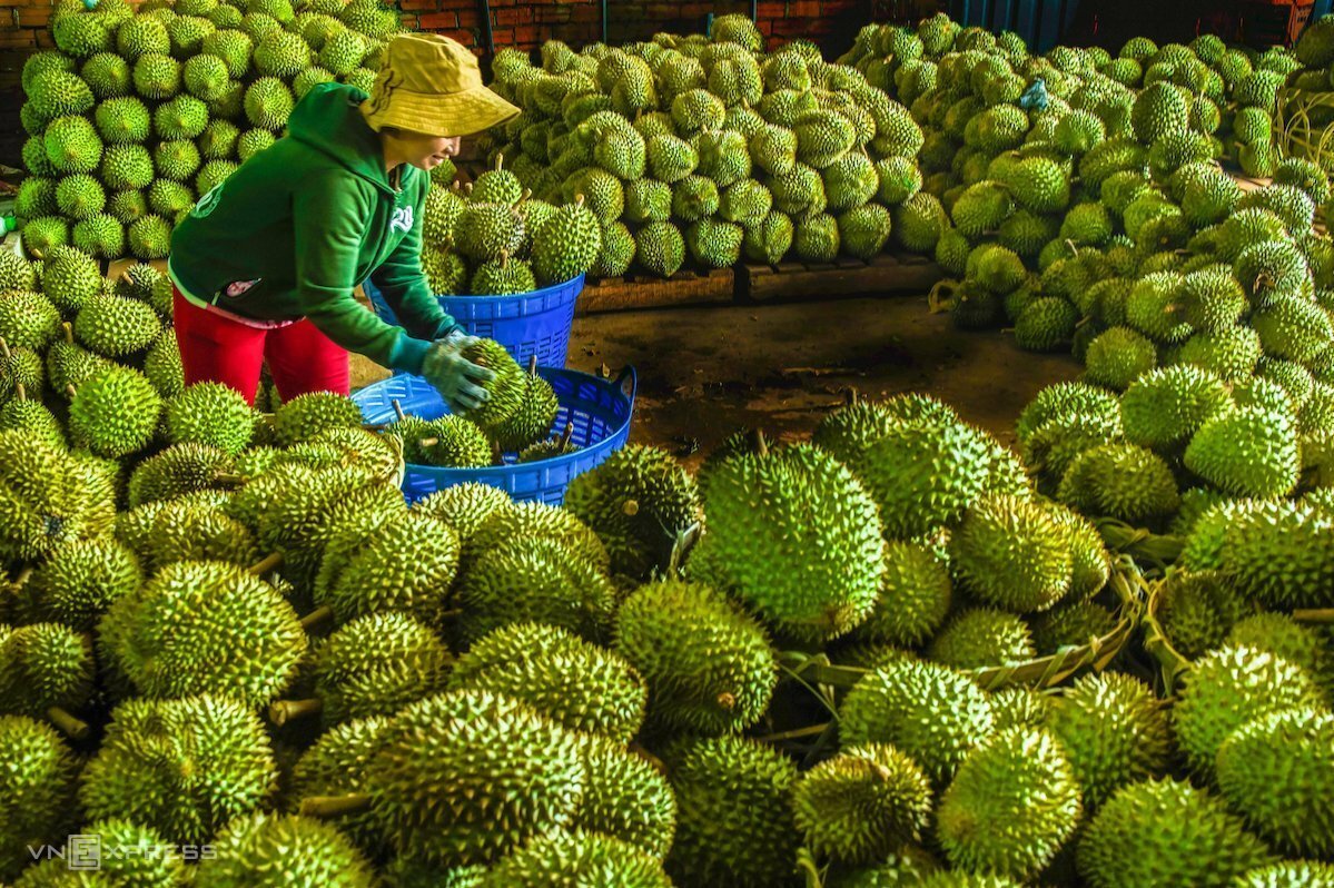 SẦU RIÊNG ĐÔNG LẠNH, DƯỜI TƯƠI ĐƯỢC PHÉP XUẤT KHẨU CHÍNH NGHẠCH SANG TRUNG QUỐC 